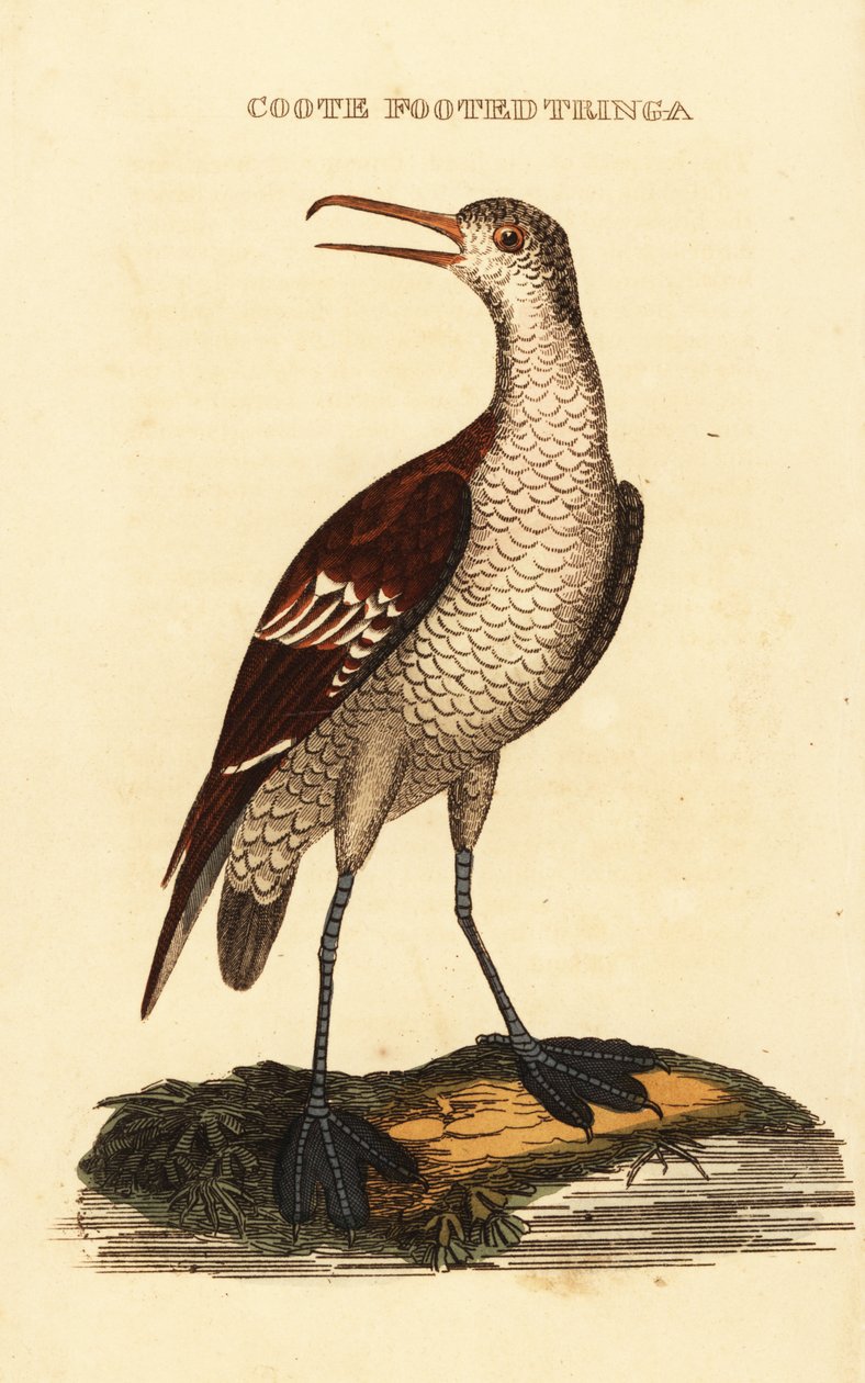 Rödhalsad phalarope, Phalaropus lobatus av George (after) Edwards