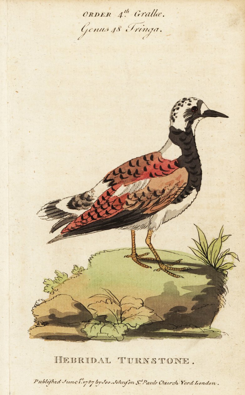 Ruddy turnstone, Arenaria-översättare av George (after) Edwards