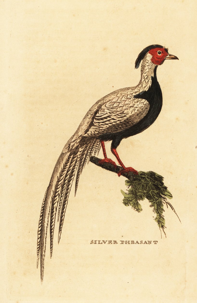 Silverfasan, Lophura nycthemera av George (after) Edwards