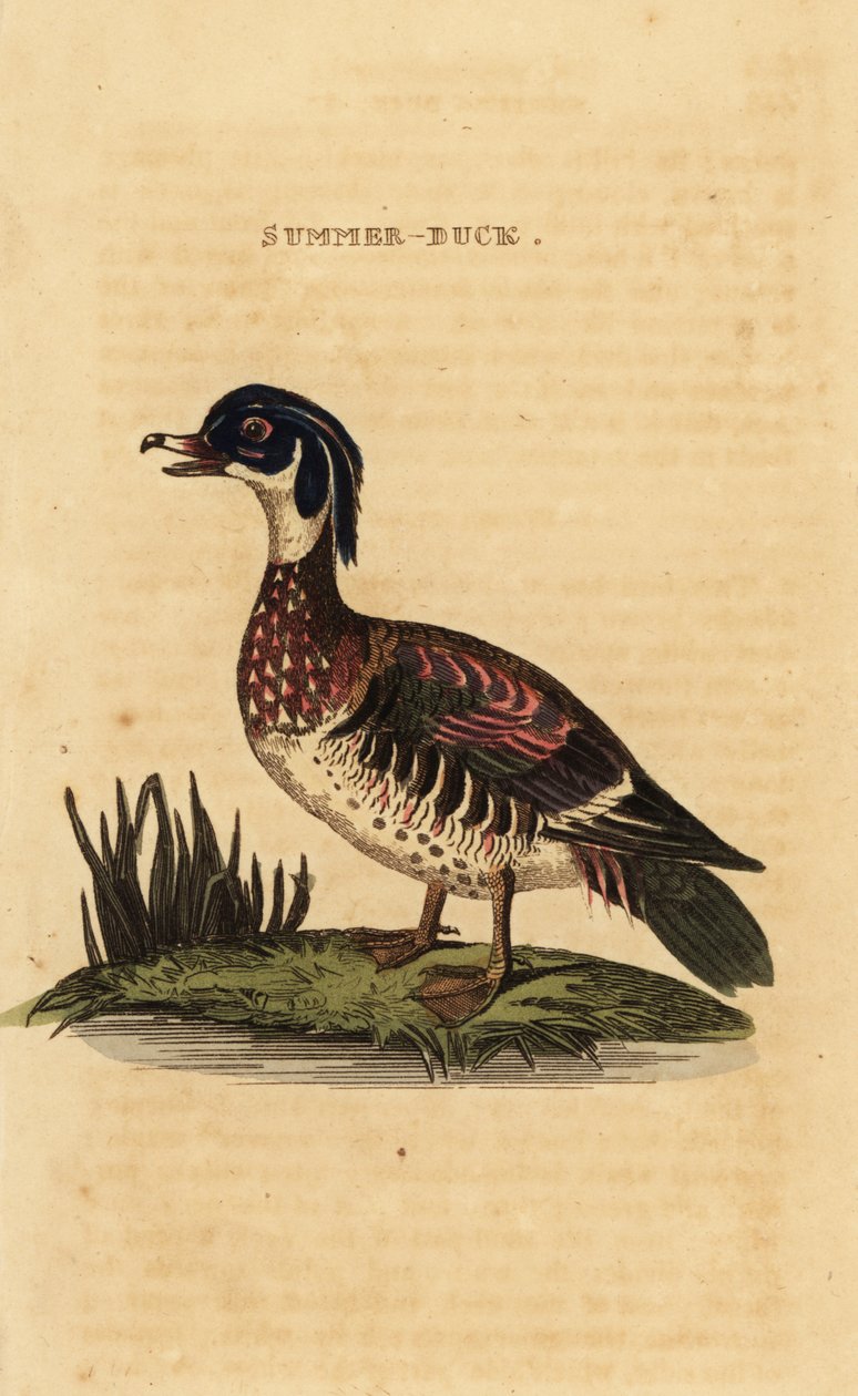 Vedanka, Aix sponsa av George (after) Edwards