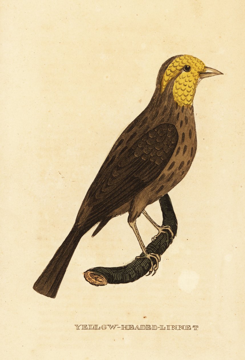 Gul näbb, Pheucticus chrysopeplus av George (after) Edwards