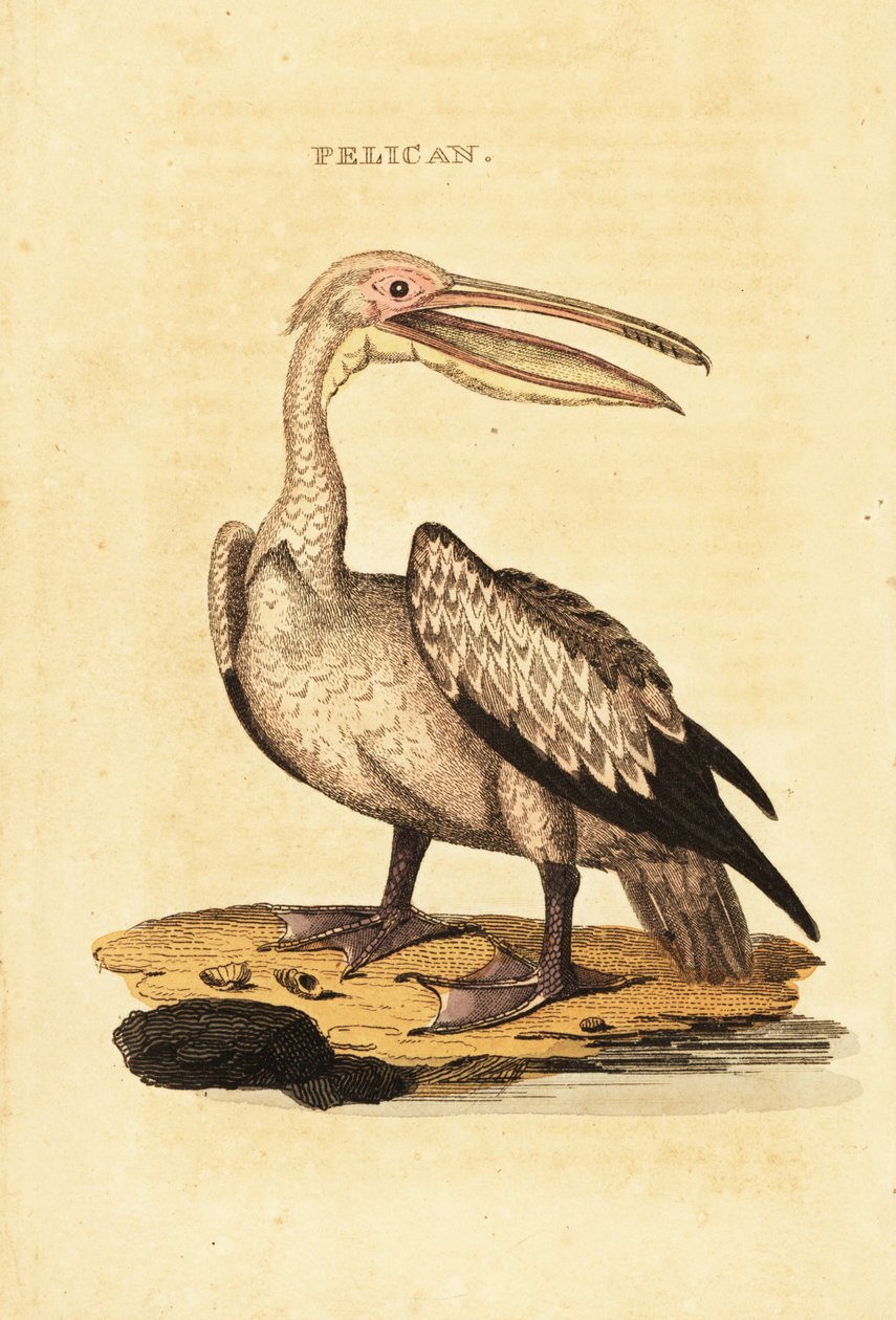 Stor vit pelikan, Pelecanus onocrotalus av George (after) Shaw