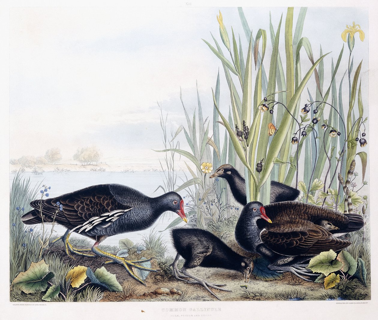 Common Gallinule (Moorhen) (hane, hona och ung), c.1841 (handfärgad gravyr) av George (after) Shield