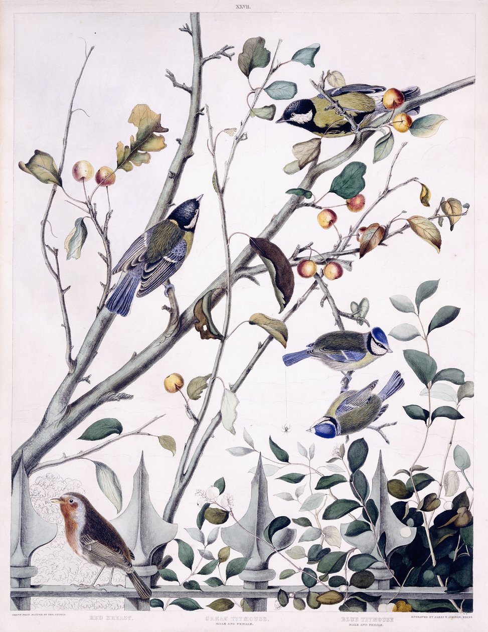 Röda bröst (Robin), talgoxar (hane och hona) och blåmes (hane och hona), ca 1841 (handfärgad gravyr) av George (after) Shield