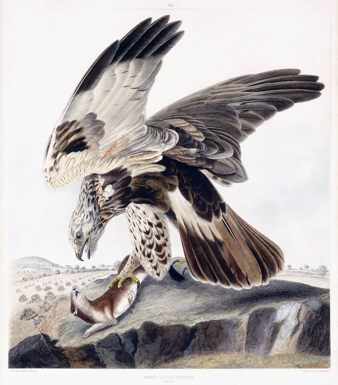 Rough Legged Buzzard (hona), ca 1841 (handfärgad gravyr) av George (after) Shield