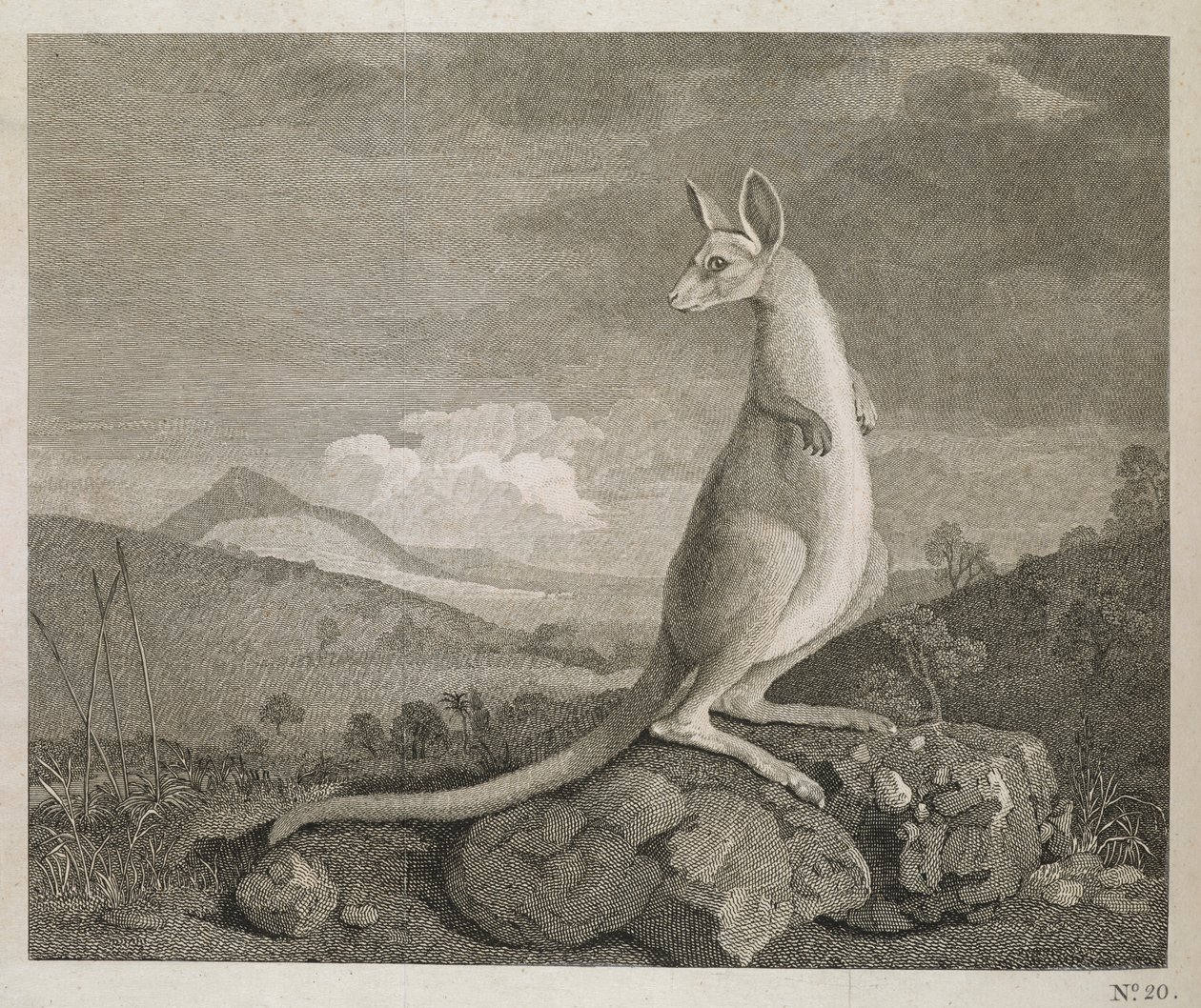 Ett djur hittat på New Hollands kust som heter Kangaroo av George (after) Stubbs