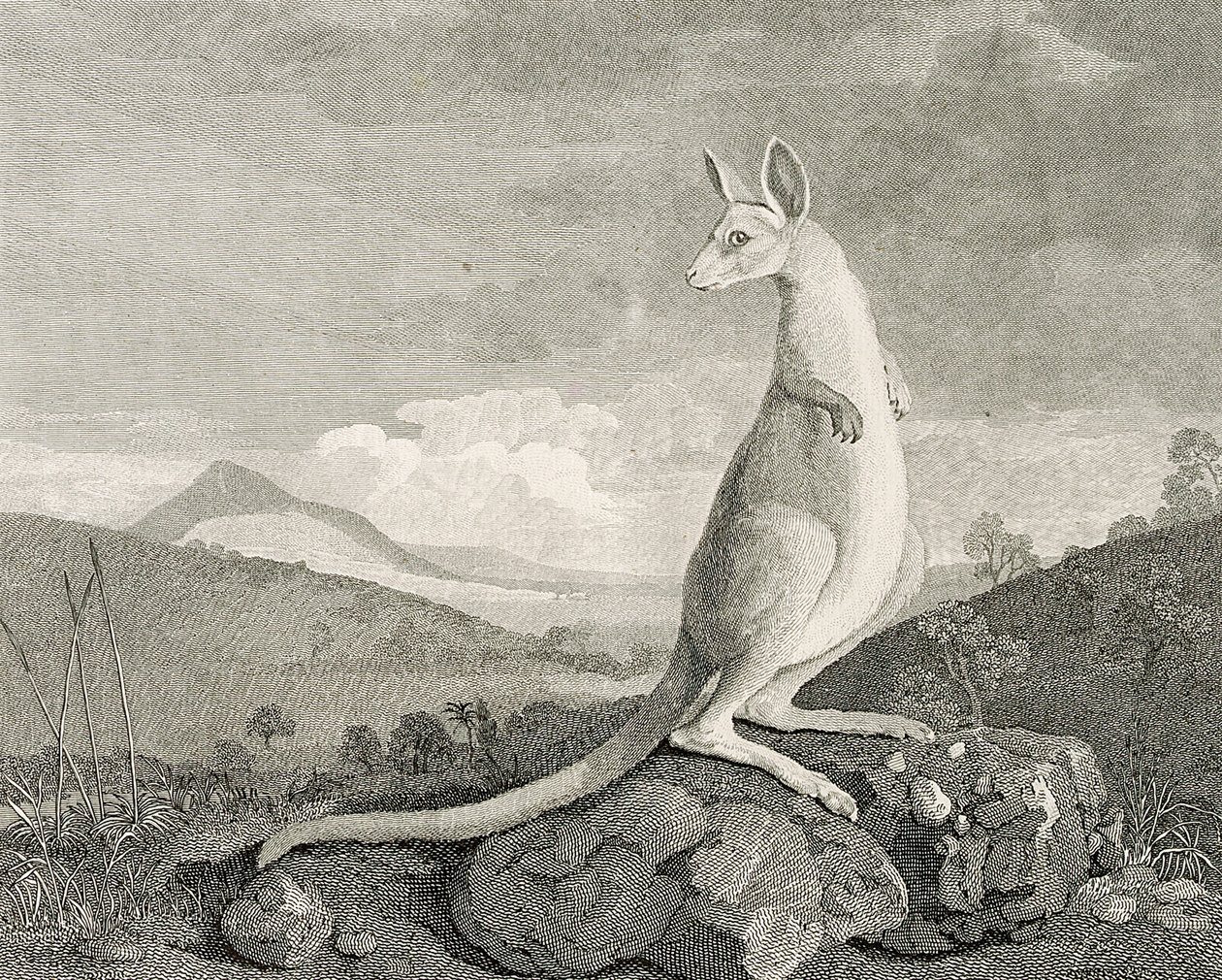 Ett djur som hittats på Nya Hollands kust, kallat Kanguroo", ca 1773 (gravyr, etsning) av George (after) Stubbs