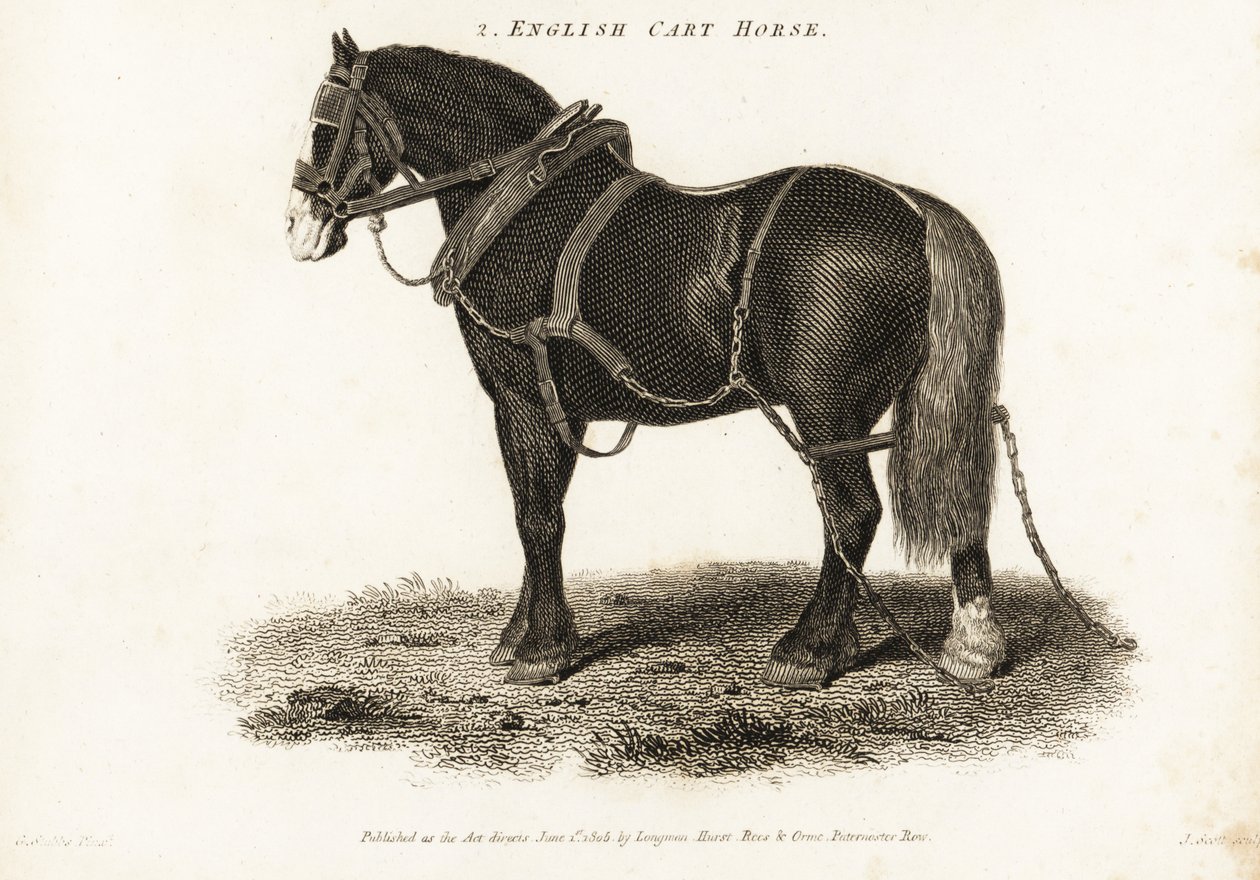 Engelsk Cart Horse eller Shire draghäst. av George (after) Stubbs