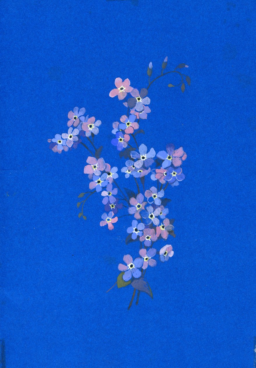 Förgätmigej, 1960-talet (gouache på färgat kort) av George Adamson