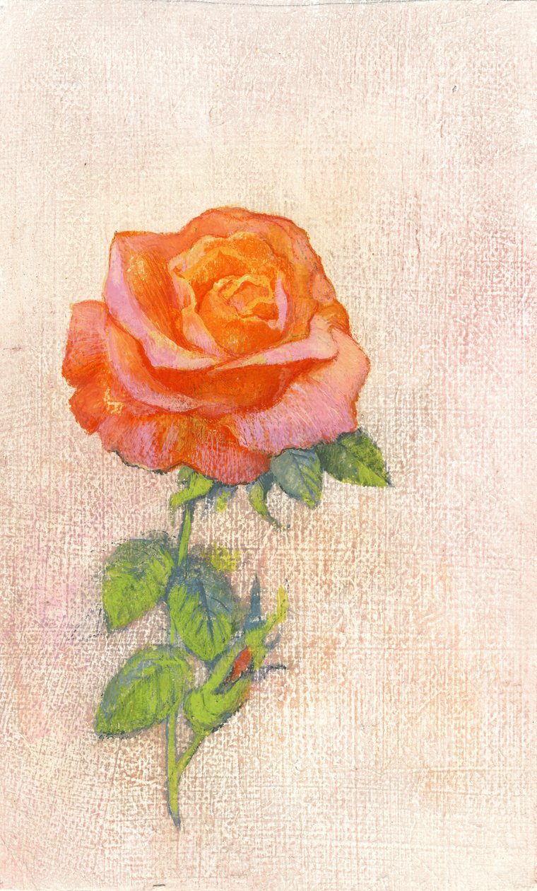 Pale Rose, 1980-tal (gouache på gessoed hardboard) av George Adamson