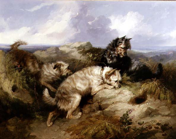 A Dandy Dinmont and Two Cairns Rabbiting (olja på duk) av George Armfield