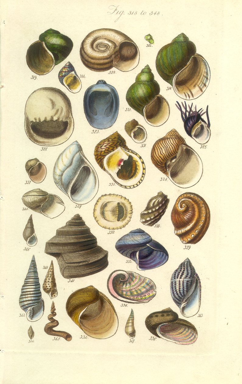 Conchological Manual Plate 15. Färgglada skal inklusive Abalone-skal av George B. Sowerby