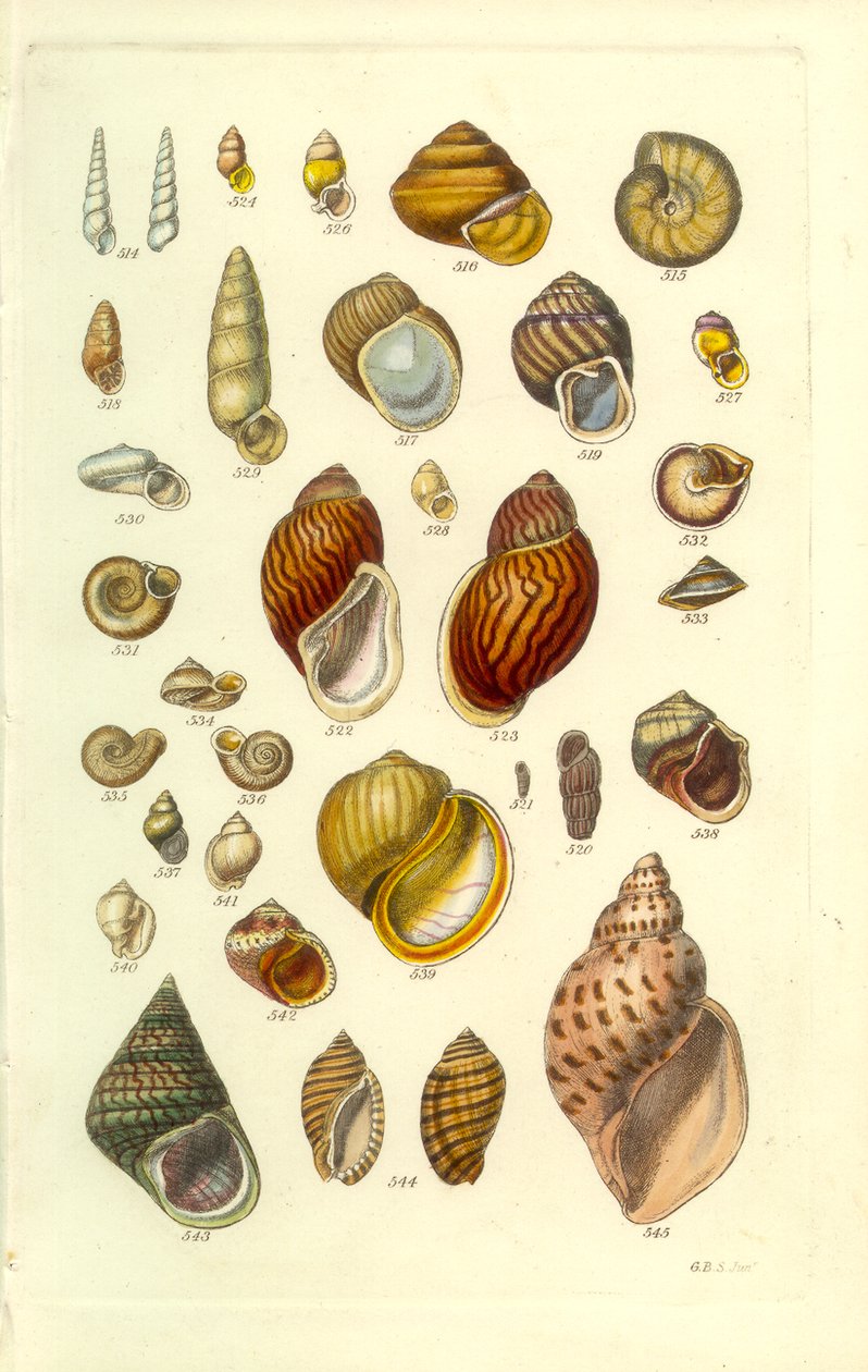 Conchological Manual Plate 25. Färgglada landskal av George B. Sowerby