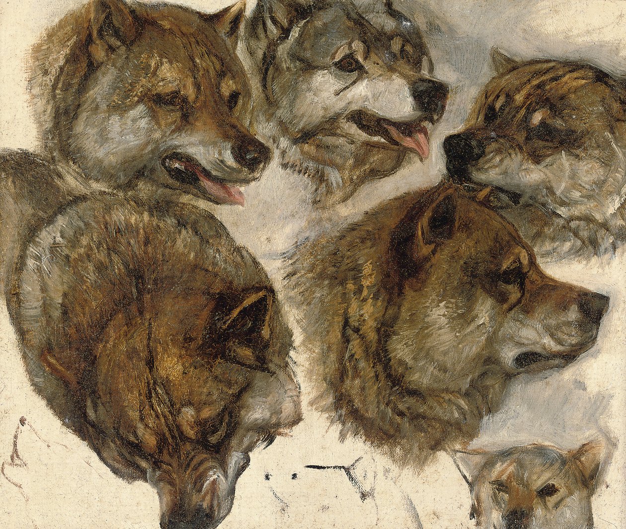Studier av husky" huvuden av George Bouverie Goddard