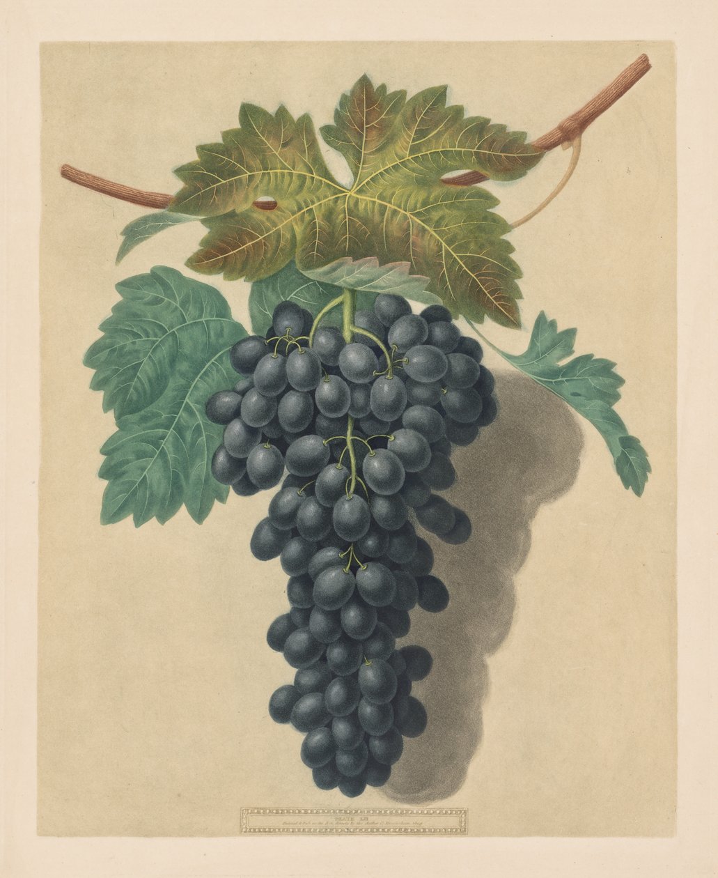 Pomona Britannica: Nr 52 - Black Prince Grape av George Brookshaw