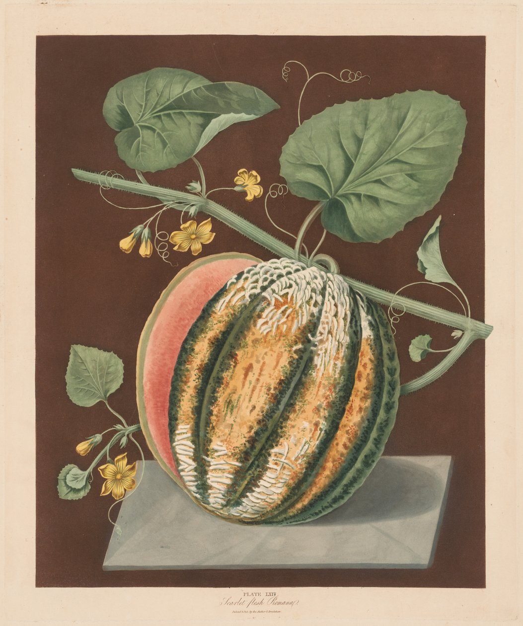 Pomona Britannica: nr 64 - Scarlet Flesh Romana Melon, 1812. av George Brookshaw
