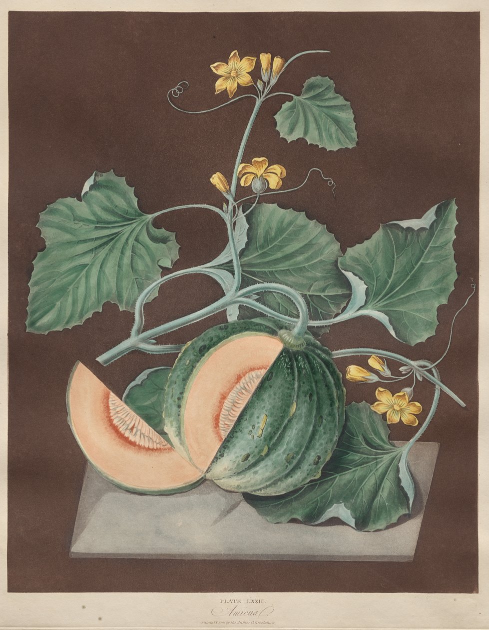 Pomona Britannica: Nr 71 - Amicua (Melon) av George Brookshaw