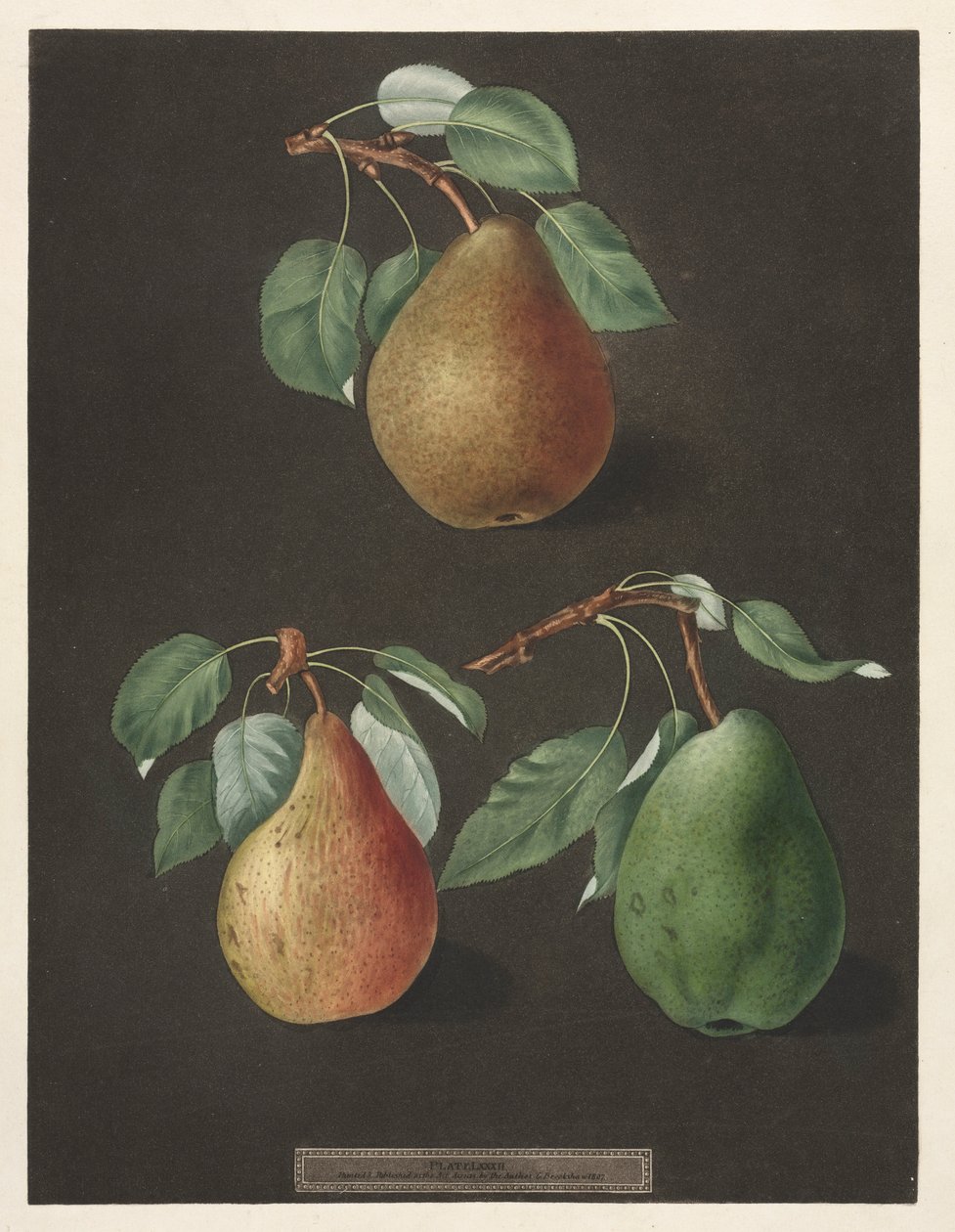 Pomona Britannica: nr 82 - Päron, 1807. av George Brookshaw