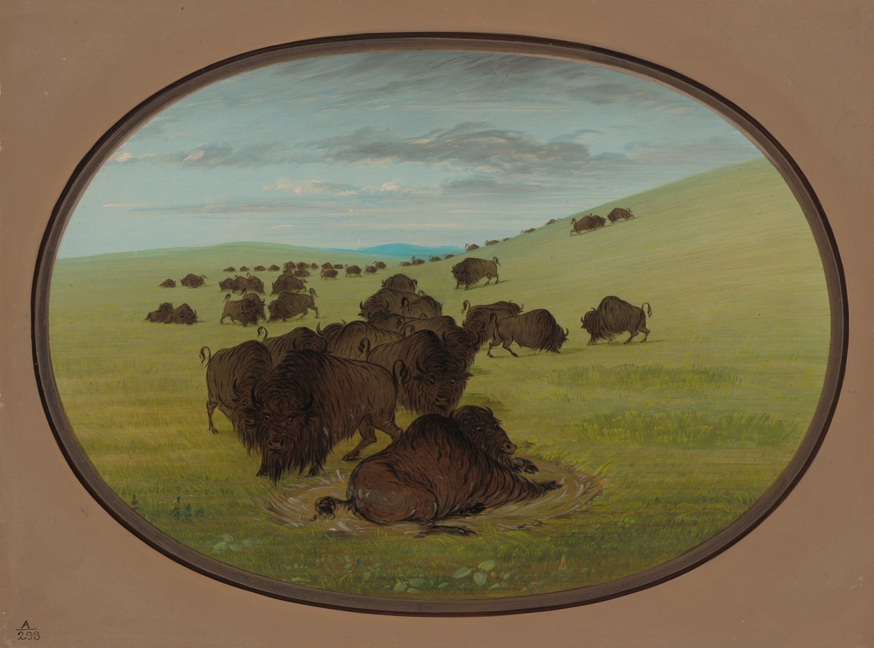 A Buffalo Wallow, 18611869. av George Catlin