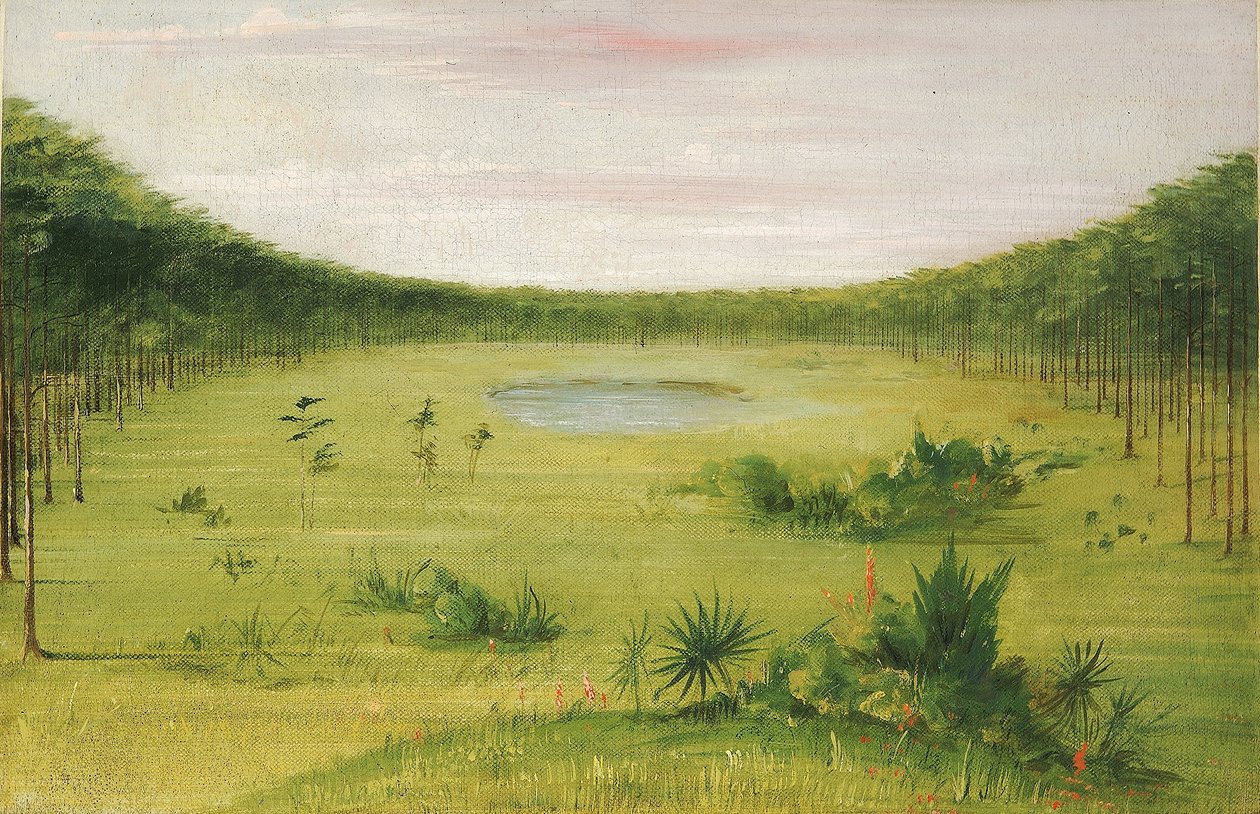 Vacker savann i tallskogen i Florida av George Catlin