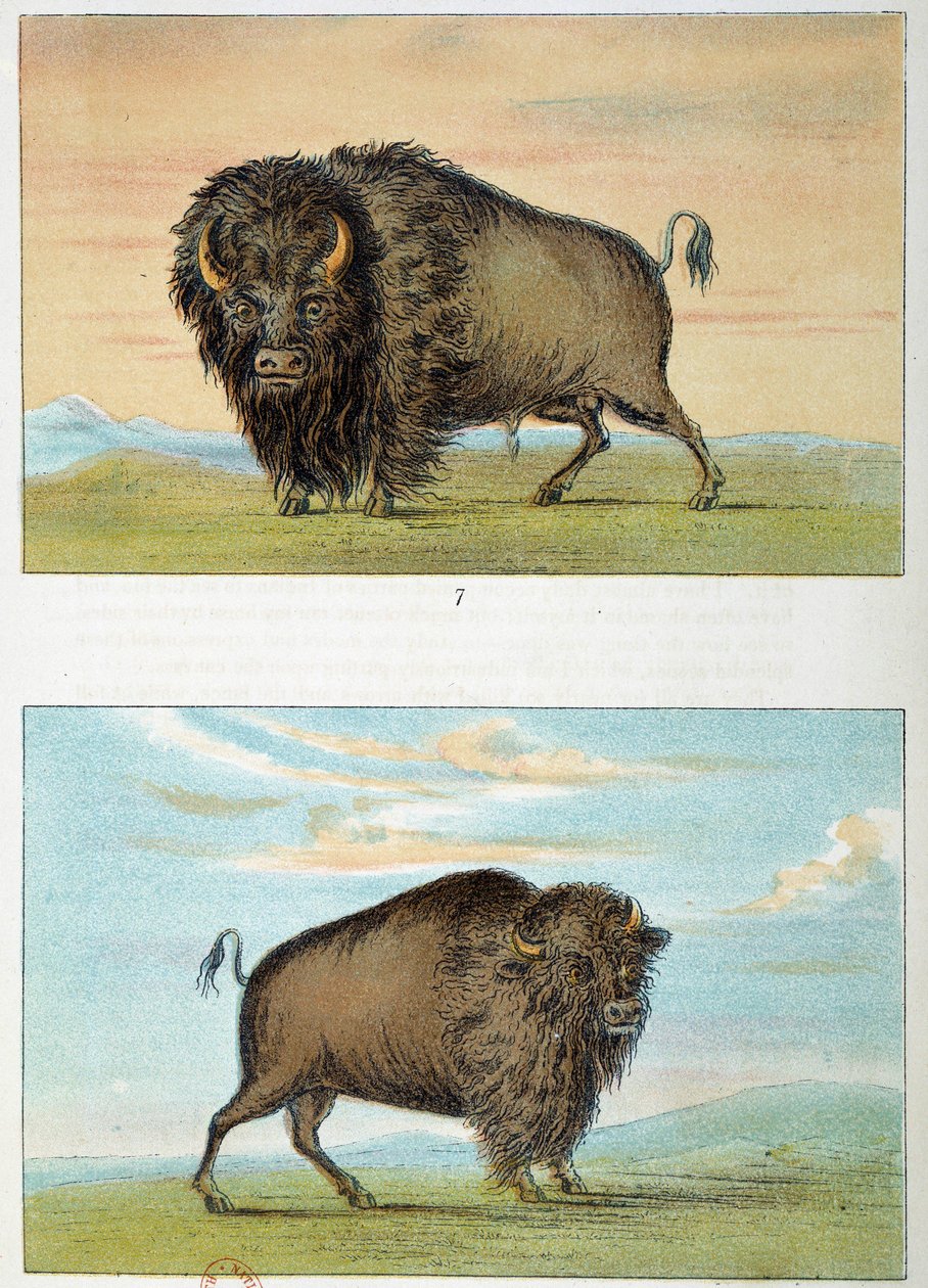 Bison, man och kvinna, USA. Illustration av George Catlin (1794-1872) av George Catlin