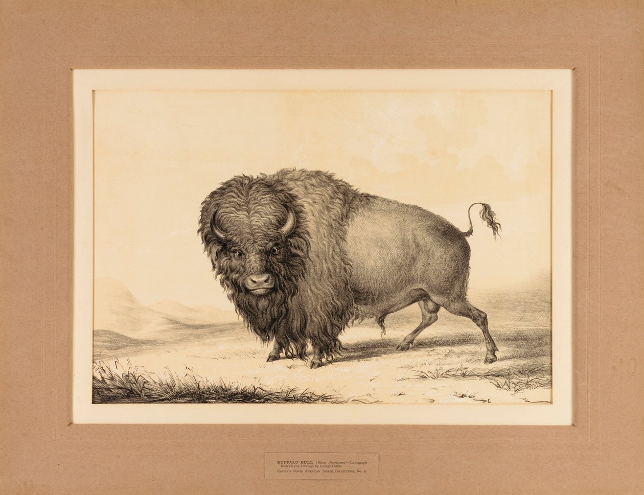 Buffalo Bull - nr 2 av George Catlin