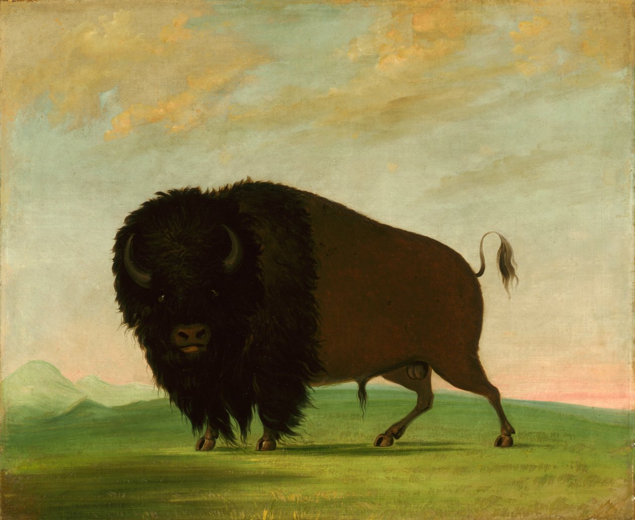Buffalo Bull, Betar på prärien, 1832-1833. av George Catlin