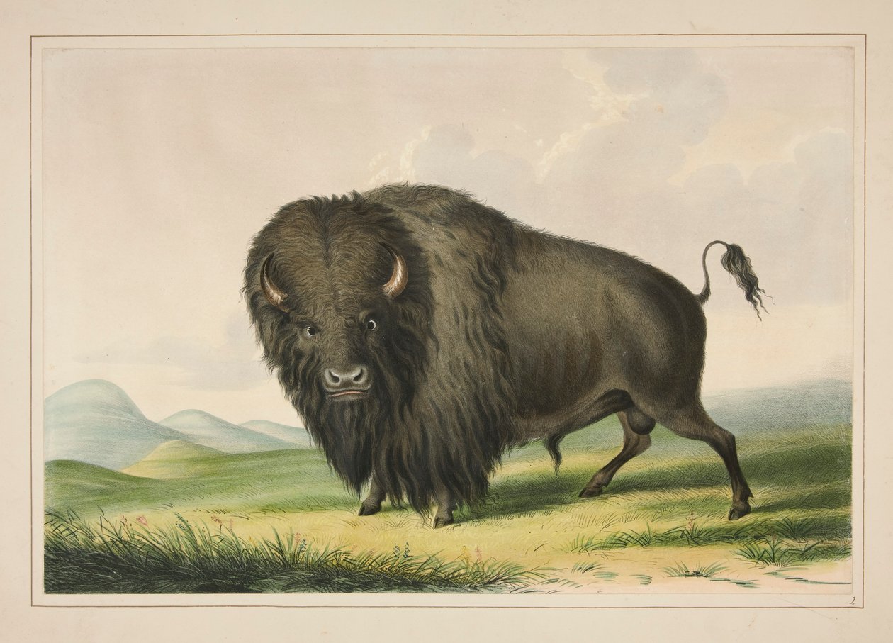 Buffalo Bull Grazing, pl. 2 från North American Indian Portfolio av George Catlin