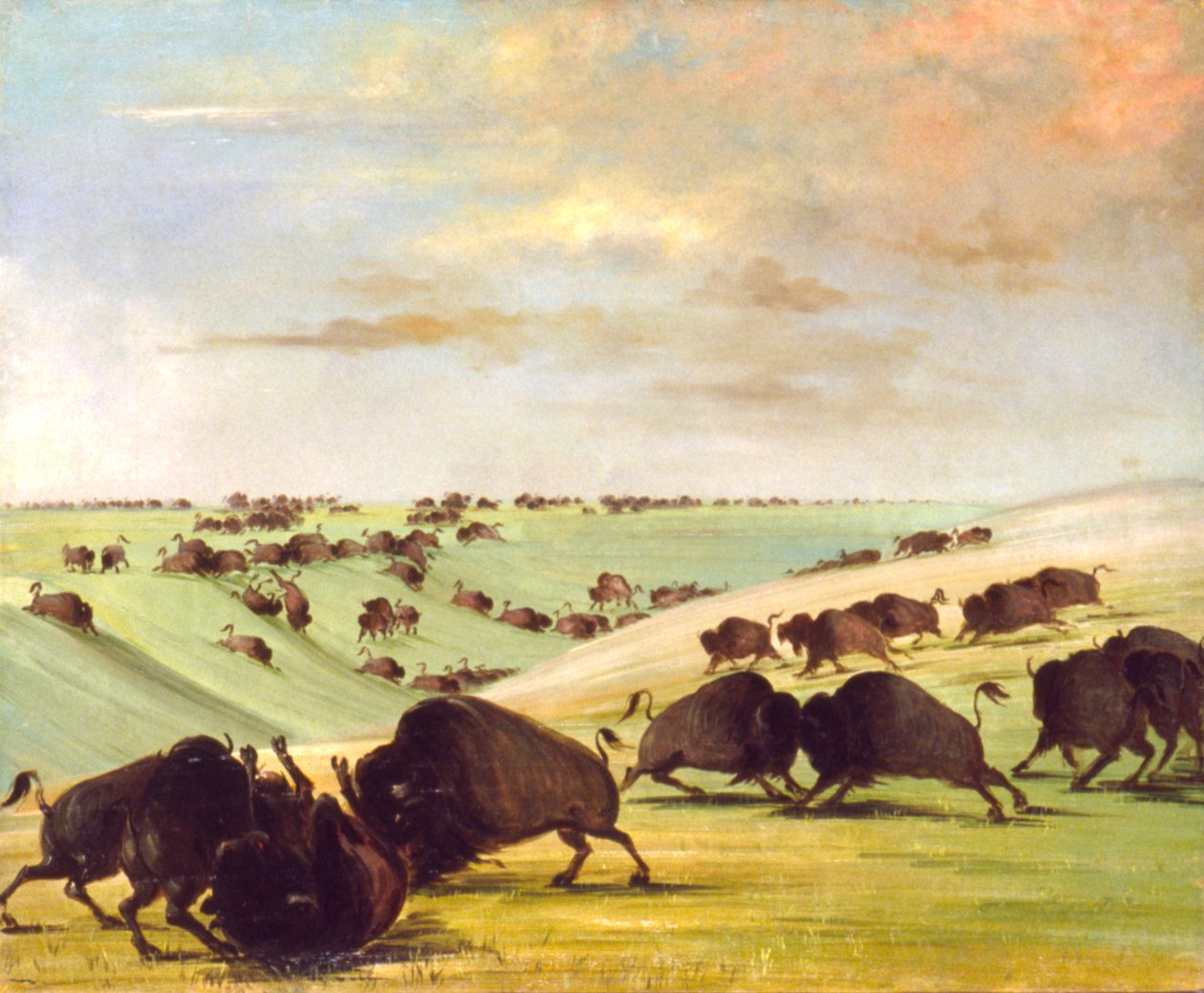 Buffalo Bulls kämpar på under pågående säsong, Upper Missouri av George Catlin