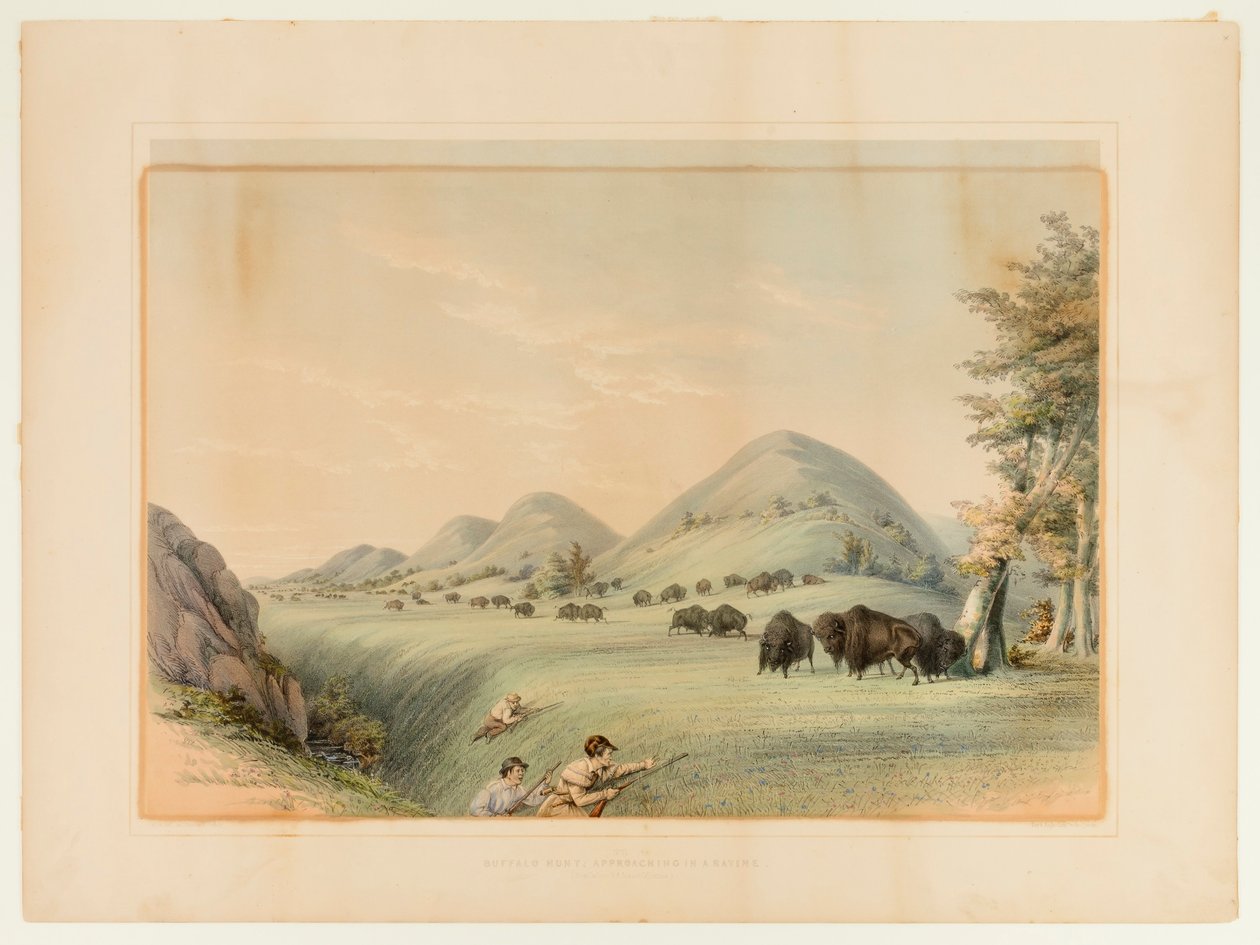 Buffeljakt; Att närma sig i en ravin - nr 11 av George Catlin
