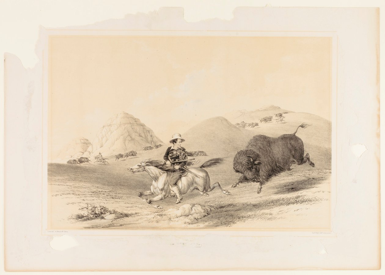 Buffalo Hunt Chasing Back nr. 12 av George Catlin