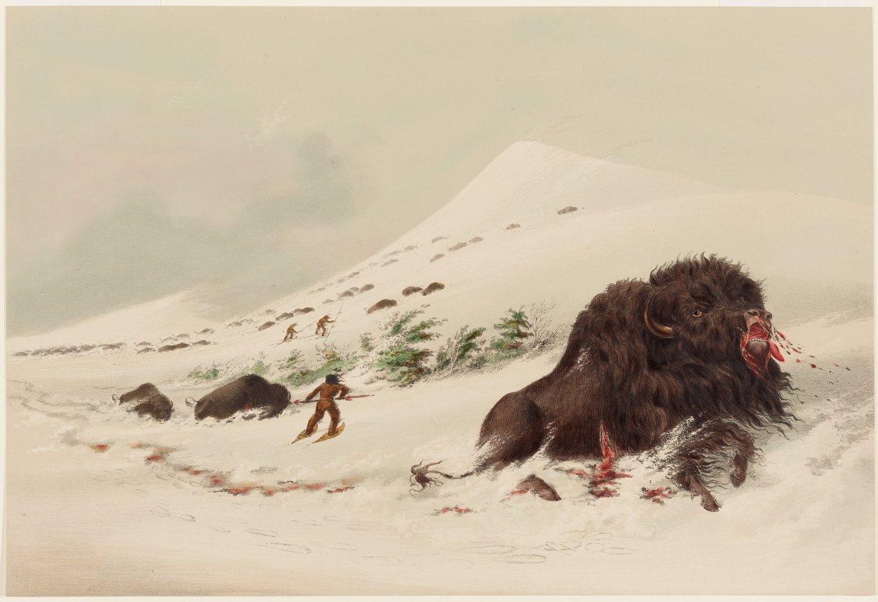 Bisonjakt, döende bisonstjur i en snödriva av George Catlin