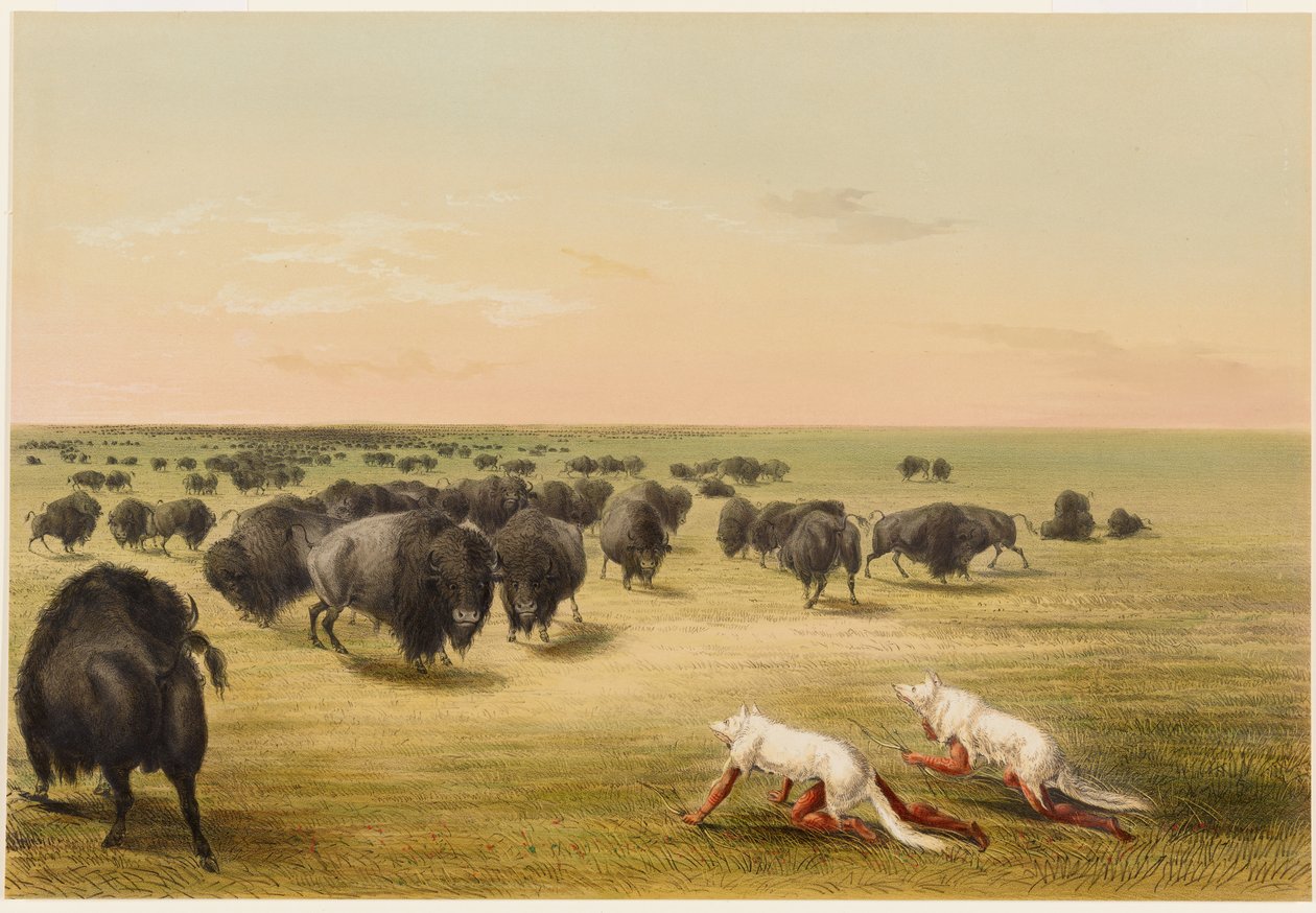 Buffeljakt, under den vita vargskinnen av George Catlin