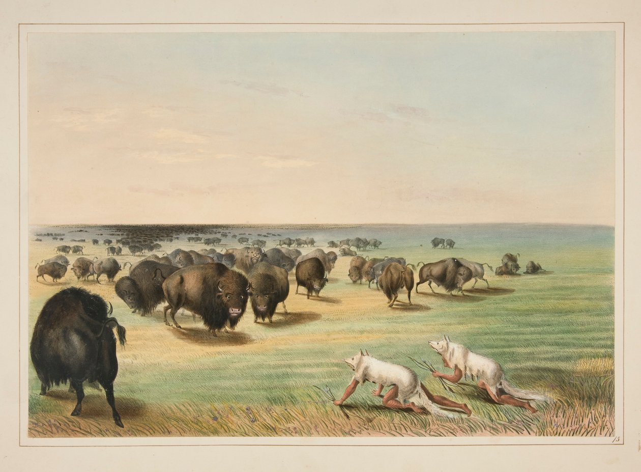 Buffeljakt, under den vita vargskinnet, pl. 13 från North American Indian Portfolio av George Catlin