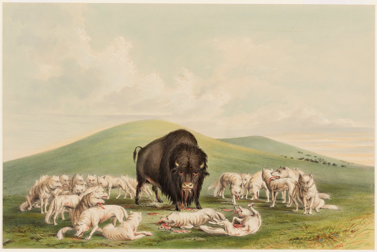 Buffeljakt, vita vargar som attackerar en buffeltjur av George Catlin