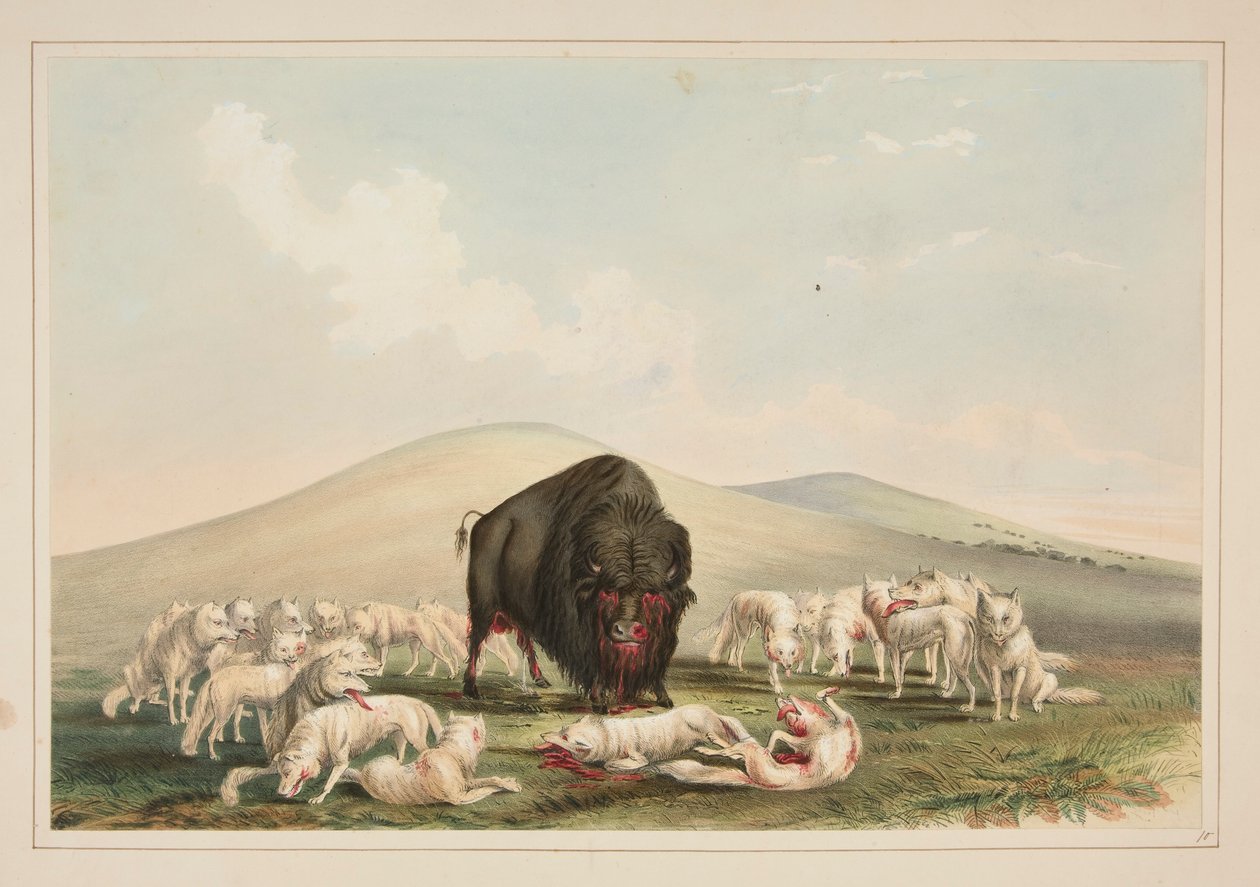 Buffeljakt, vita vargar som attackerar en buffeltjur, pl. 10 från North American Indian Portfolio av George Catlin