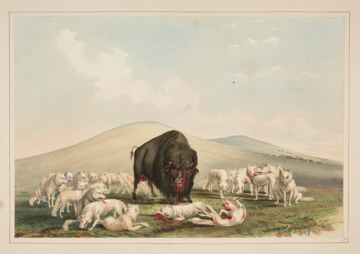 Bisonjakt, vita vargar angriper en bisontjur, plansch 10 ur portföljen om nordamerikanska indianer av George Catlin