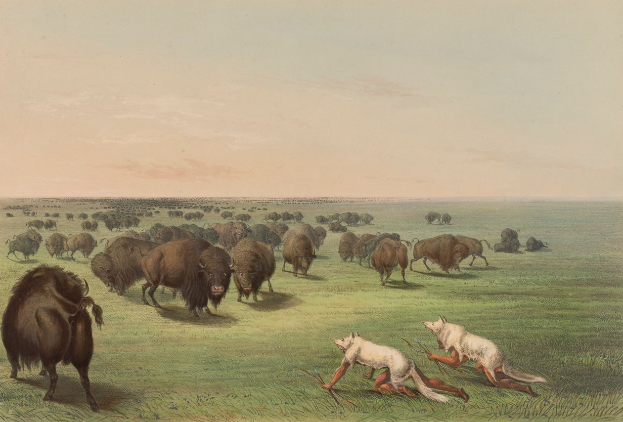 Buffalo Hunt, With Wolf Hud, pl. 13 från North American Indian Portfolio av George Catlin