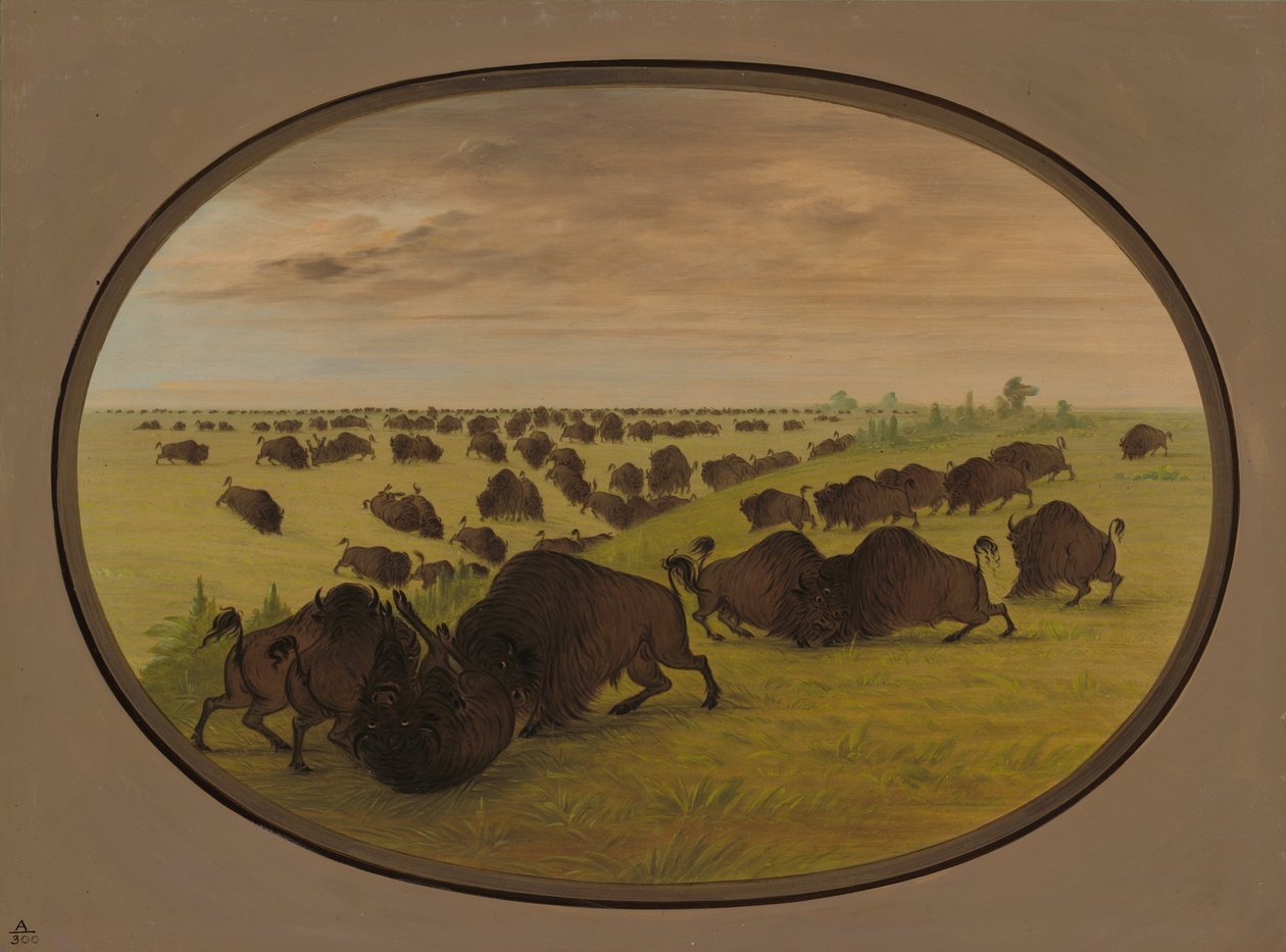 Tjurfäktning, 18611869. av George Catlin
