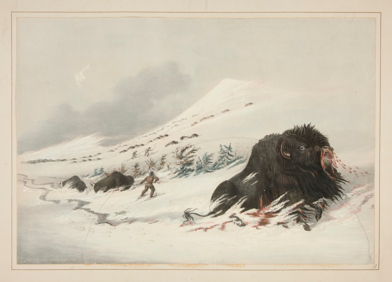 Döende buffeltjur, i Snow Drift, pl. 17 från North American Indian Portfolio av George Catlin