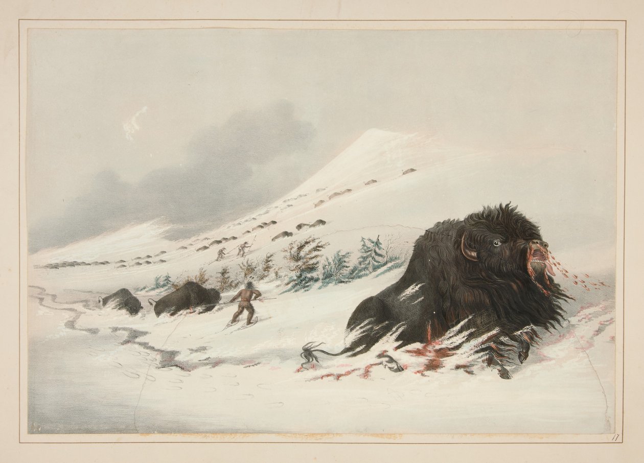 Döende bisonoxe i en snödriva, plansch 17 ur Portföljen över nordamerikanska indianer av George Catlin
