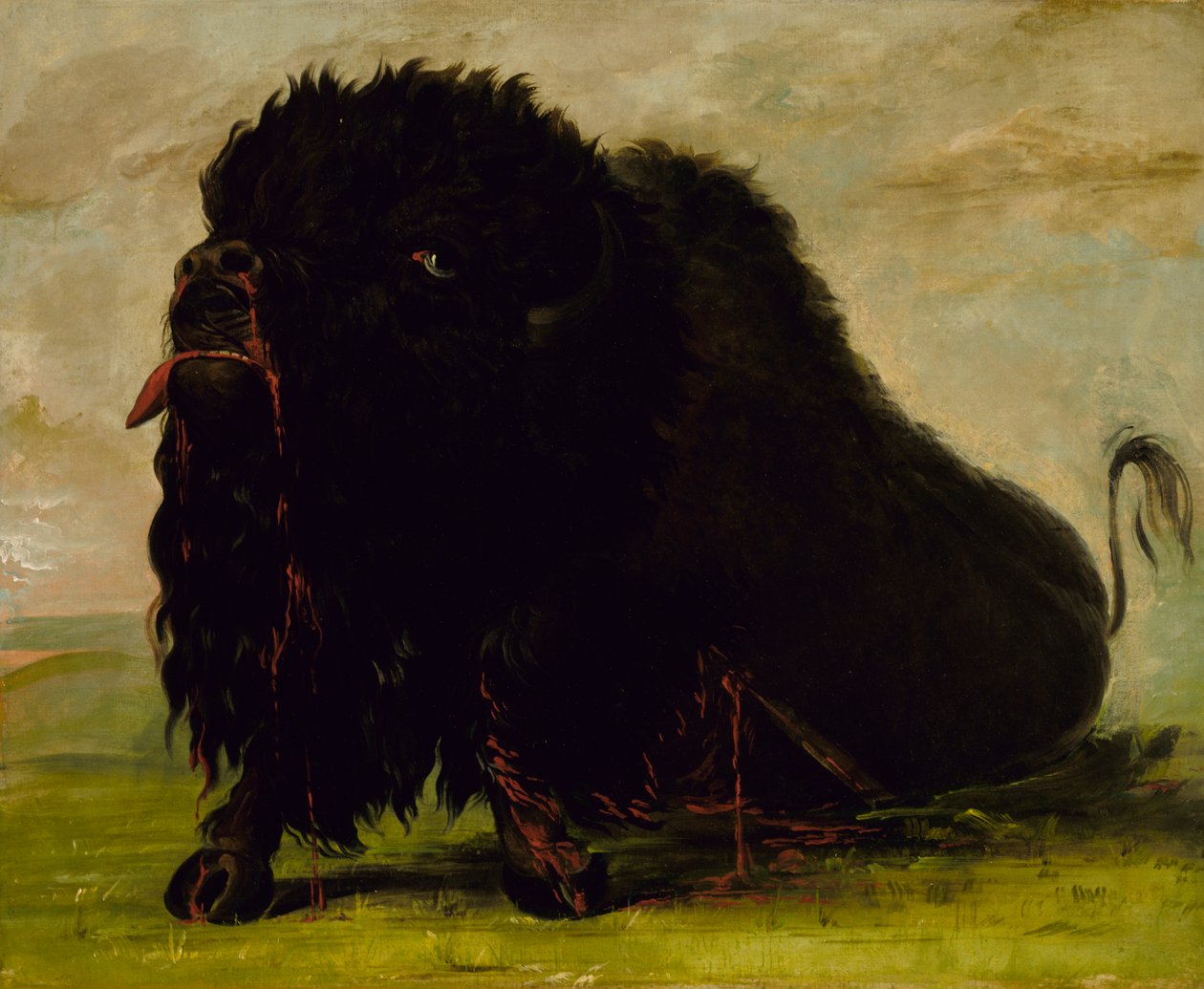 Döende buffel, skjuten med en pil, 1832-1833. av George Catlin