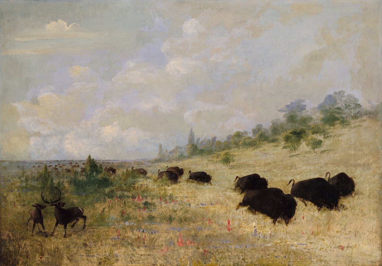Älgar och bufflar betar bland prärieblommor i Texas av George Catlin