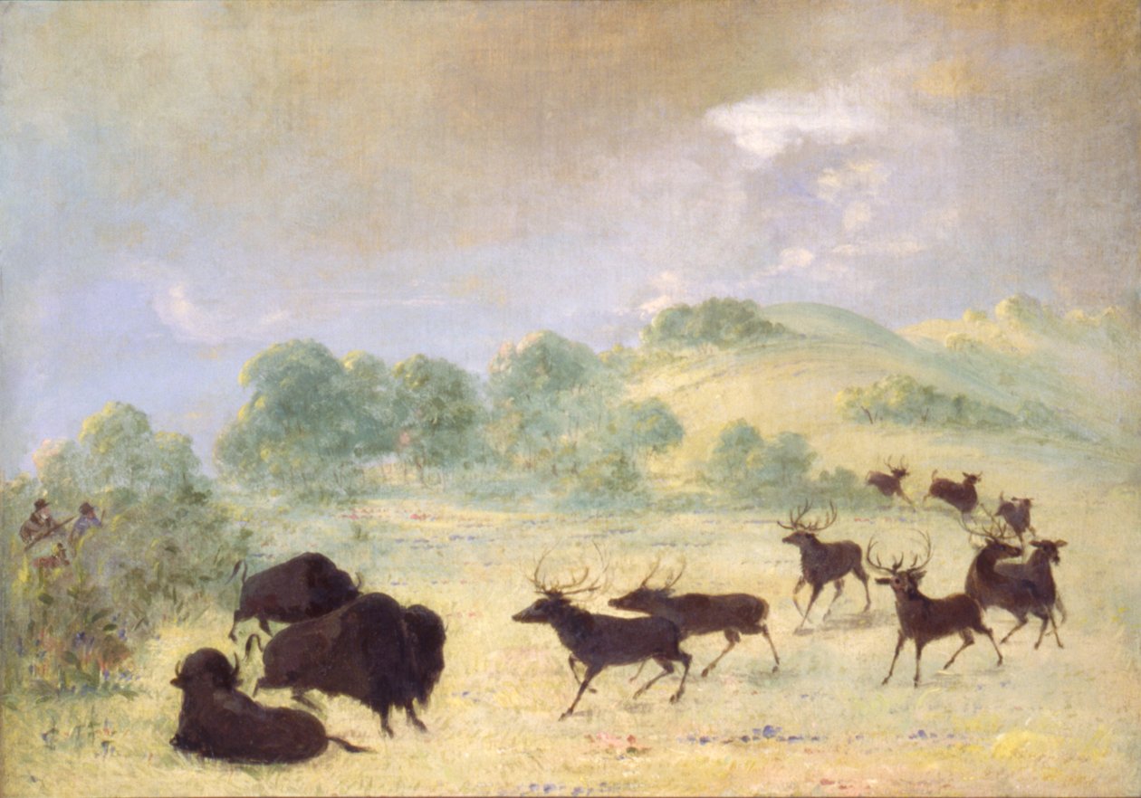 Älg och buffel gör bekantskap, Texas av George Catlin