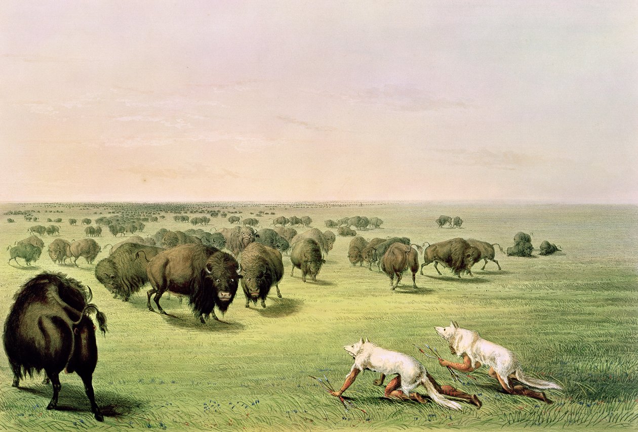 Buffalojakt kamouflerad med vargskinn, ca 1832 av George Catlin