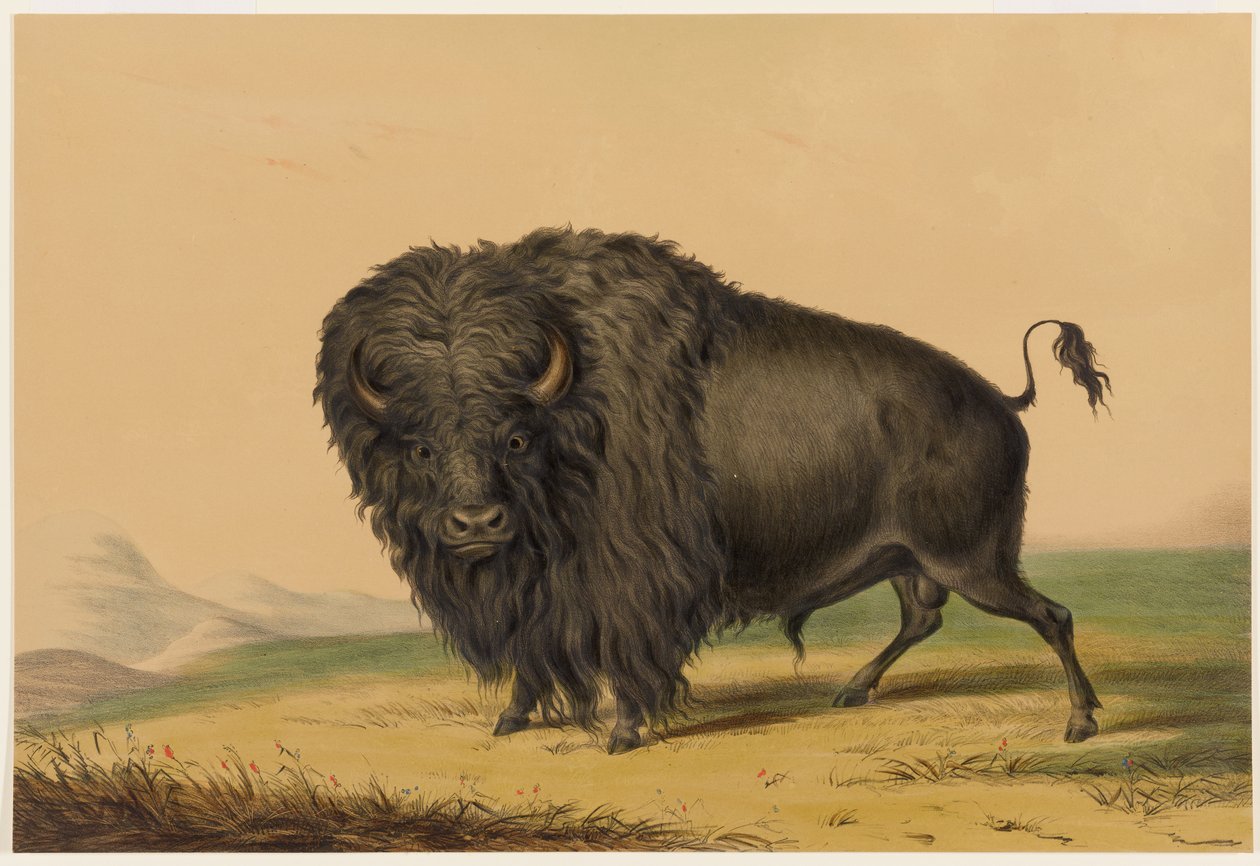 Den amerikanska bisonoxen av George Catlin