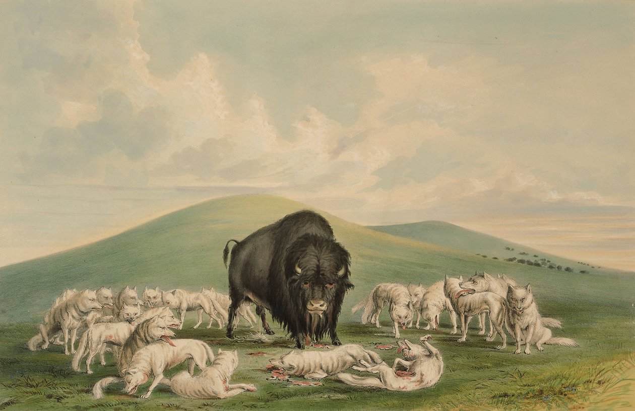 Vita vargar angriper en bisonoxe av George Catlin