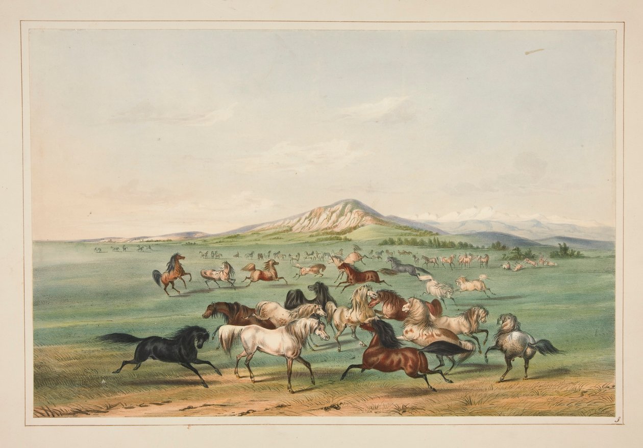 Vilda hästar på lek, pl. 3 från North American Indian Portfolio av George Catlin