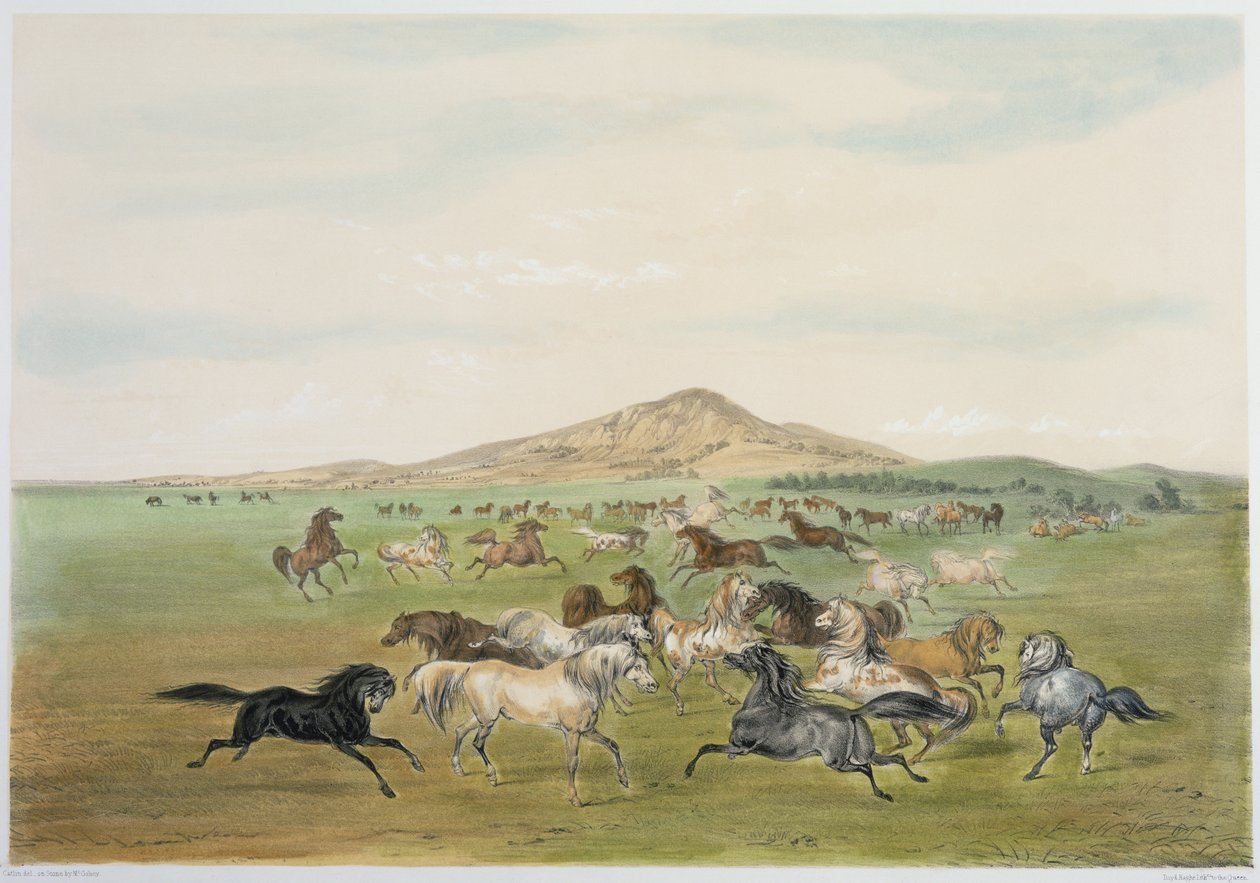 Vilda hästar i lek (färglitografi) av George Catlin