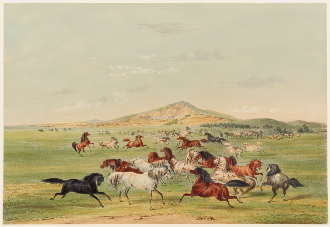 Lekande vildhästar av George Catlin